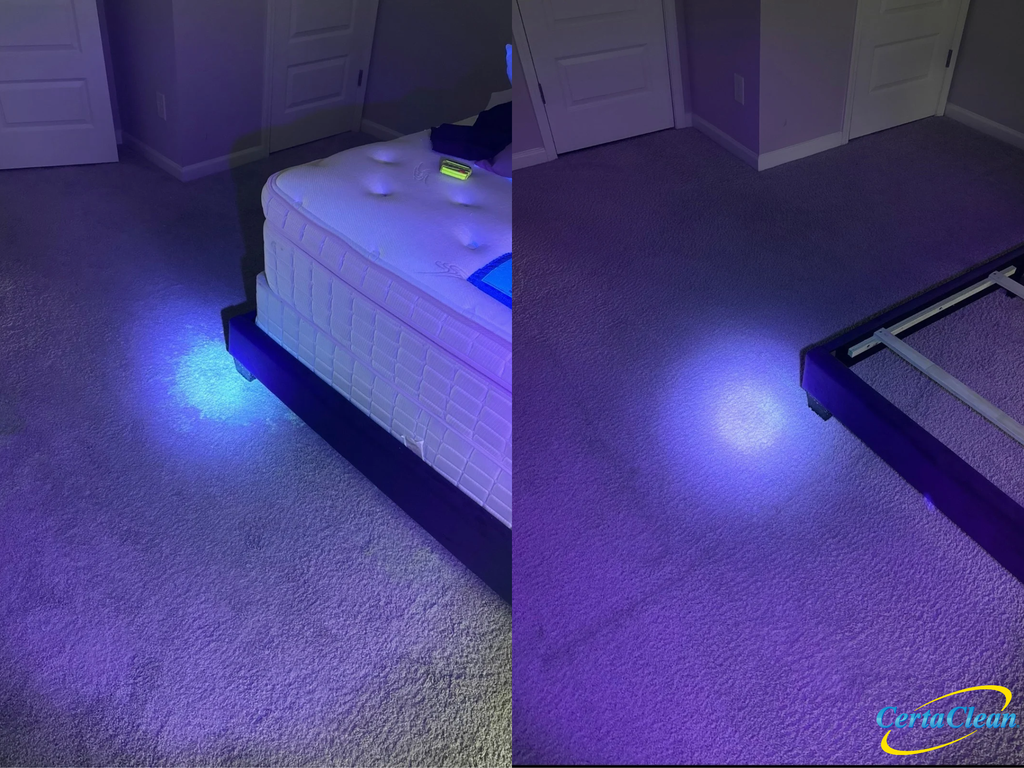 Professional pet odor treatment on carpet in an Athens, Georgia home