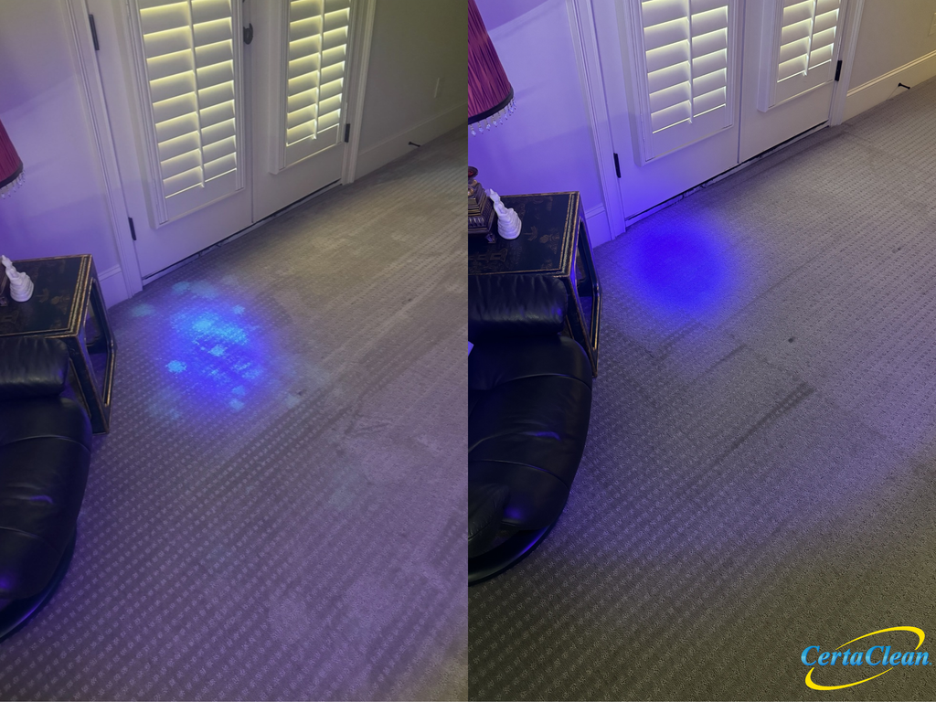Before and after professional pet odor and stain treatment on carpet